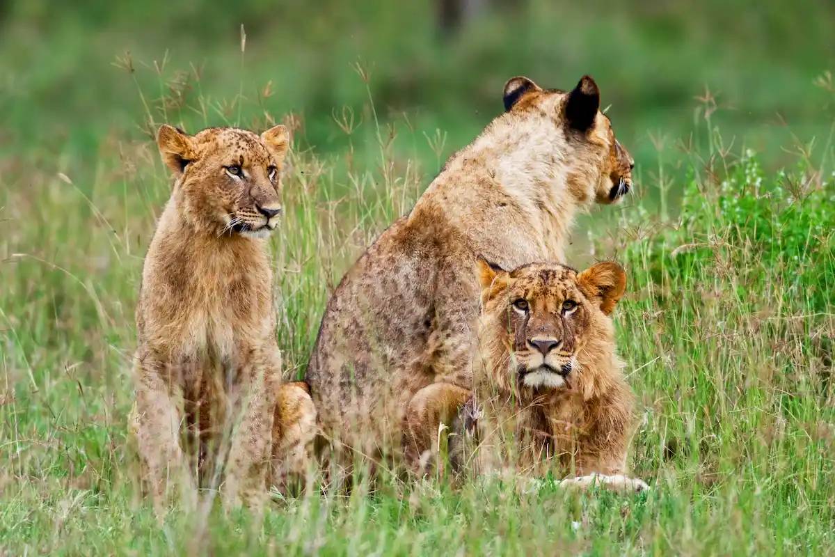 African Lions in the Lake Nakuru National Park, Kenya