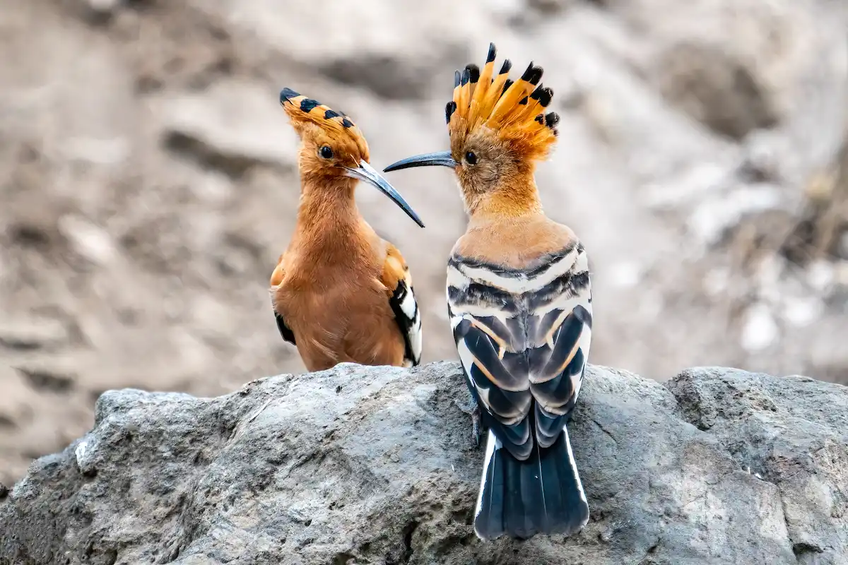 Pair of African Hoopoe, Upupa epops africana sitting on a rock, Lake Naivasha, Kenya