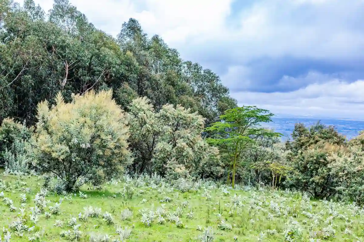  landscapes at the Menengai Crater View Point Nakuru City County Kenya Menengai Crater View Point Tourist attraction in Kenya