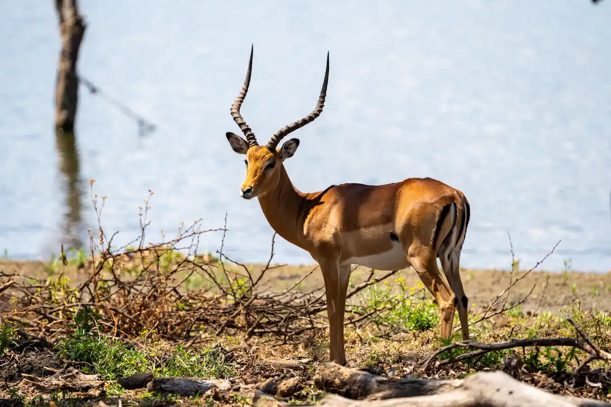 Lake Naivasha - a Grants Gazelle makes its way to the water of Crescent Island, Kenya