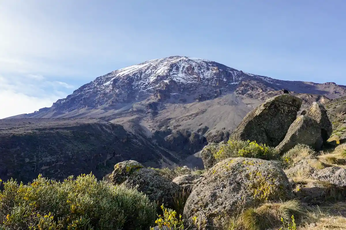 Mount Kilimanjaro, Tanzania, the highest mountain of Africa covered with snow. Landscape view with yellow flowers, tropical trees, and black crow birds on the rock in the foreground.