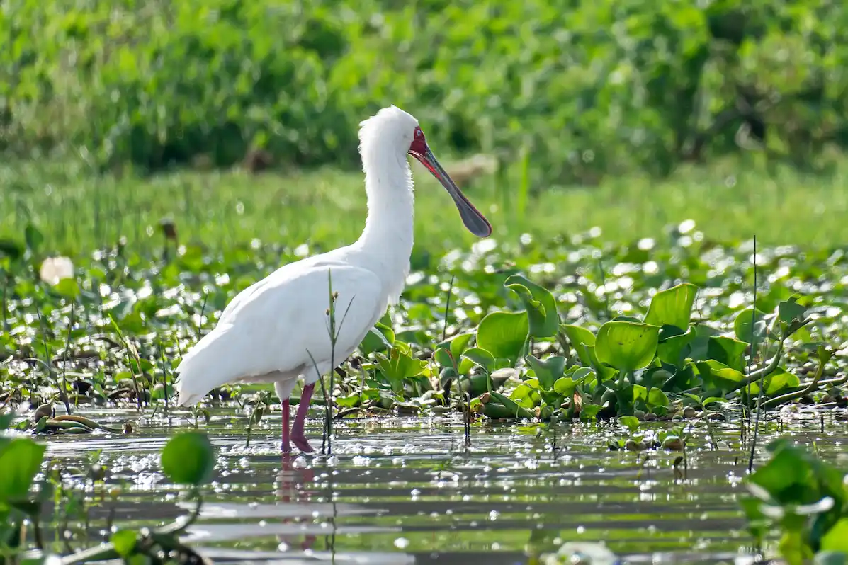 The African spoonbill Platalea alba fishing on the water. Lake Naivasha, Kenya. East Africa.