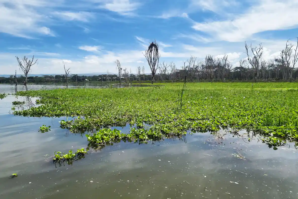water hyacinth on Lake naivasha