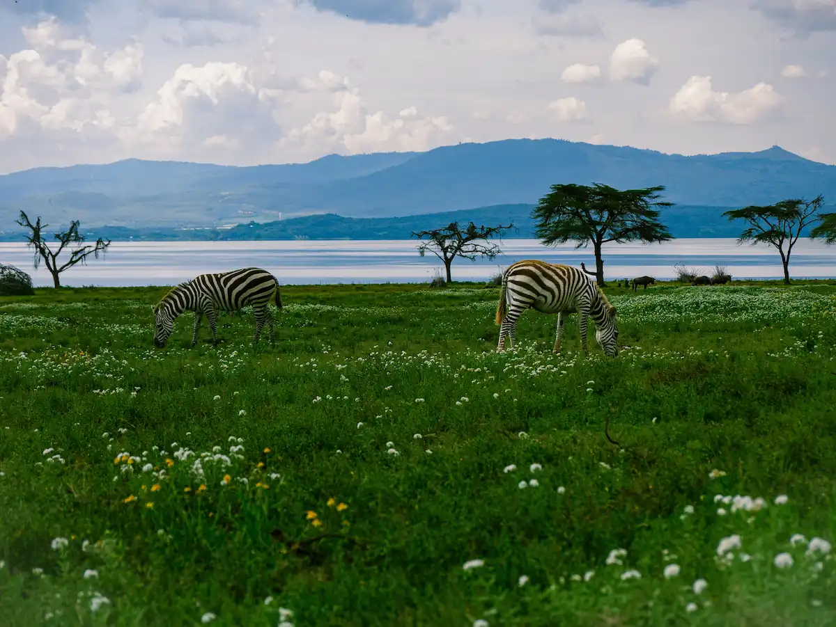 Zebra and Wildebeest grazing on Lake Naivasha Island, Crescent Island, Kenya