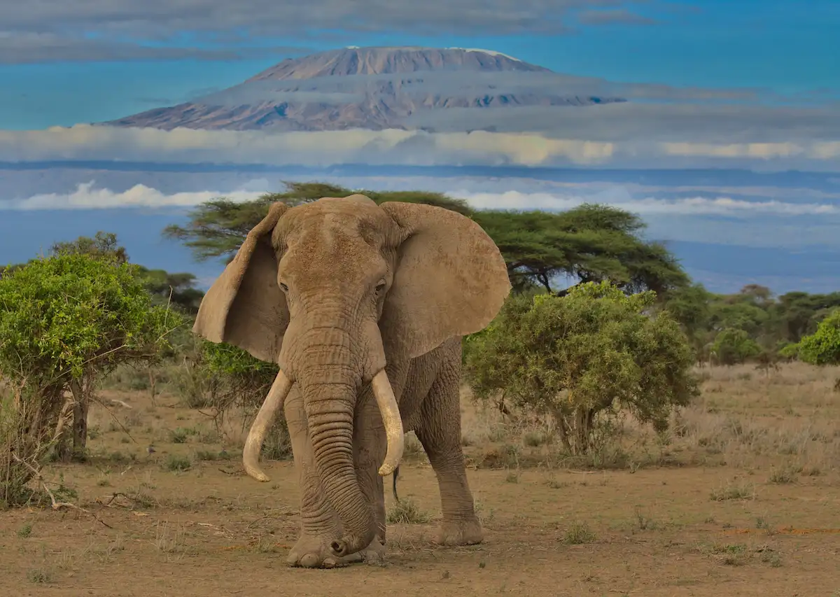 pascal, the majestic bull african elephant stands alert in the wild savannah of kimana sanctuary, kenya, with mount kilimanjaro in the background