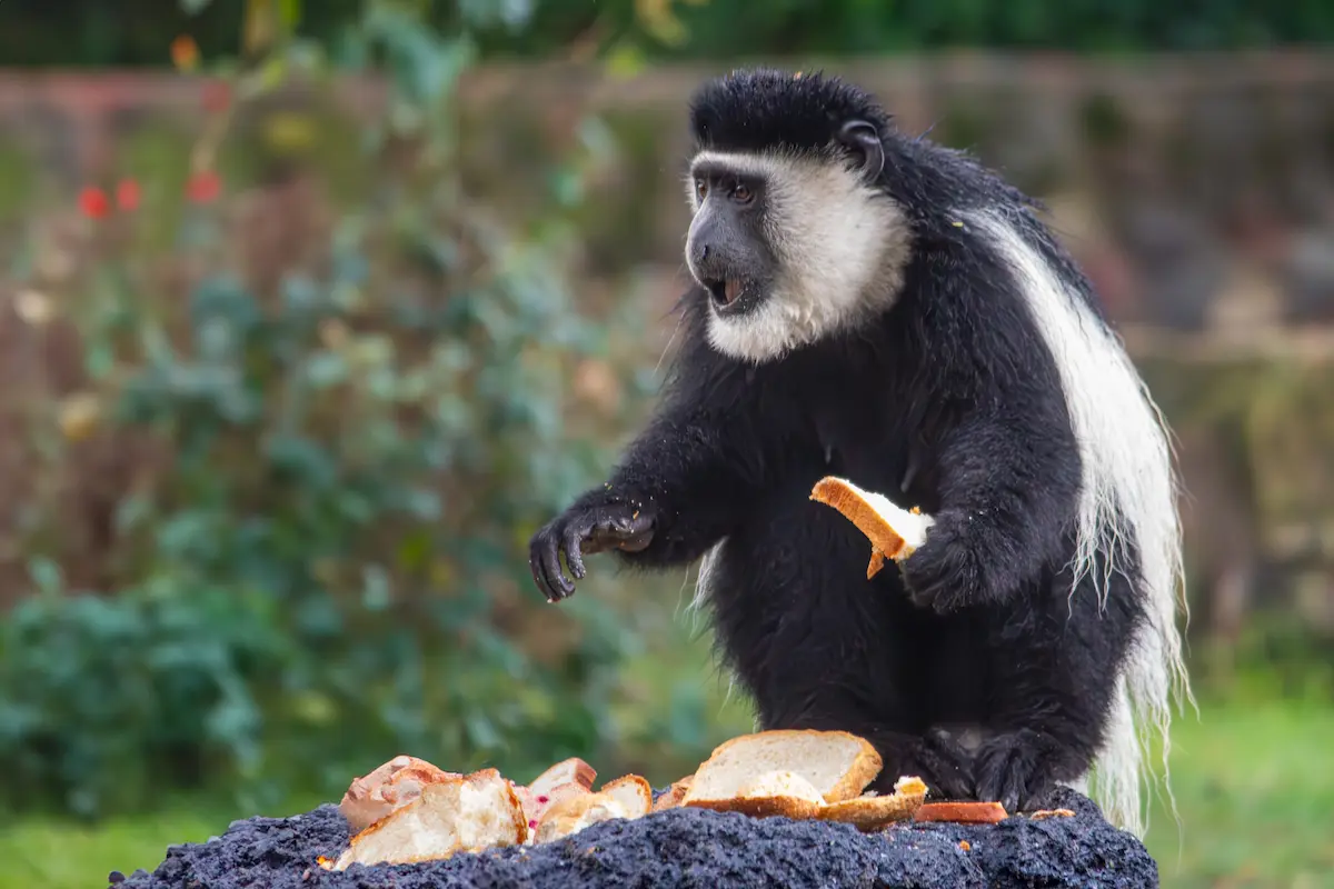 A female black-and-white colobus monkey eating slices of bread in the grounds of Lake Naivasha Sopa Resort, near Nairobi, Kenya
