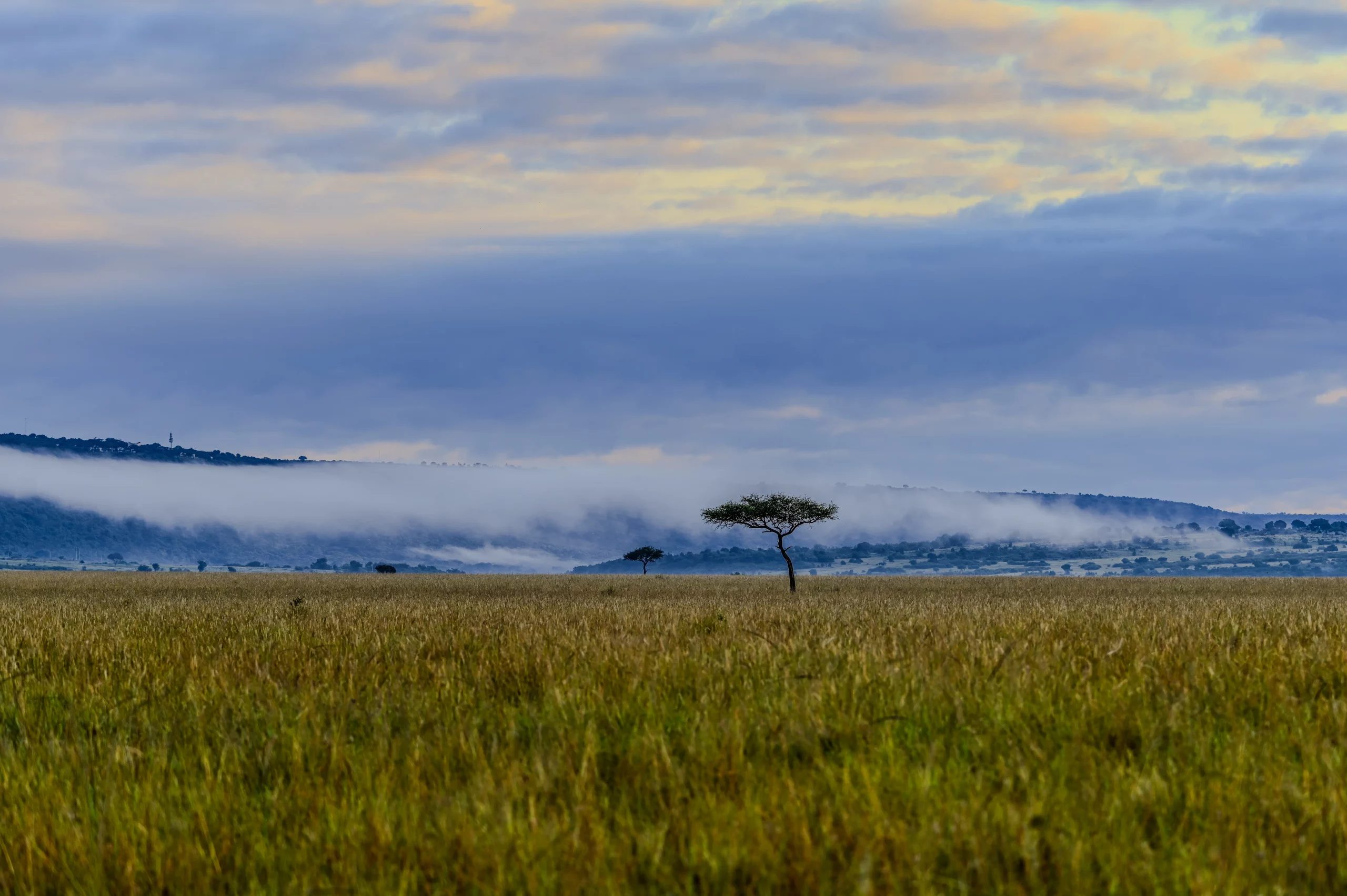 Narok, Kenya – 30 May 2022: A lone acacia tree stands silhouetted against layered clouds above open grassland in the Maasai Mara.
