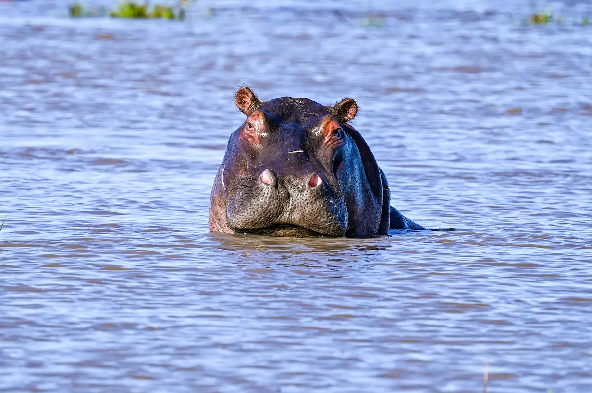 Narok, Kenya – 29 April 2024: A hippopotamus faces forward while partially submerged in a calm river beneath clear daylight in the Maasai Mara.