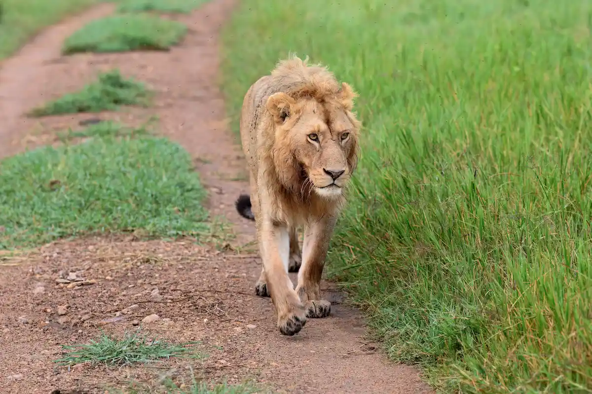 Narok, Kenya – 27 May 2024: A young male African lion walks along a dirt track through open savanna grassland in the Masai Mara.