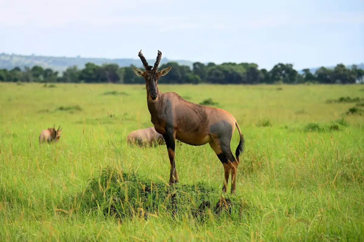 Enkongo Narok Swamp in Amboseli Kenya