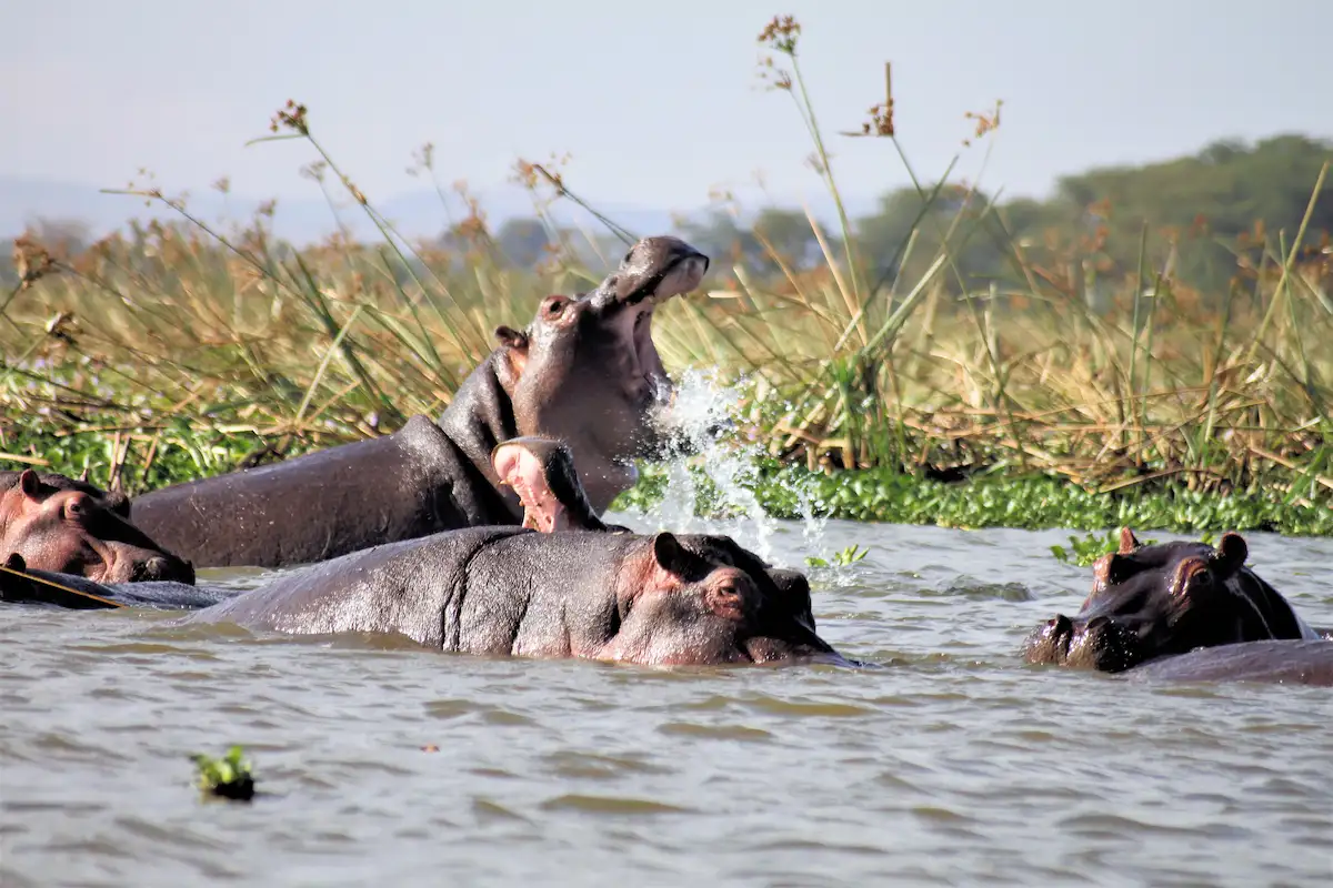 Hippos at Lake Nakuru 
