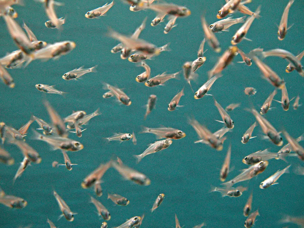 A group of small bony fish in the Gulf of Eilat, Gulf of Aqaba