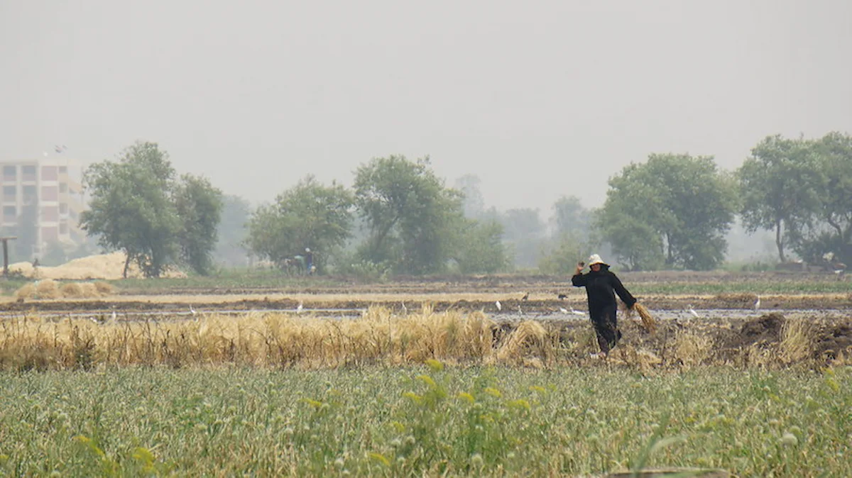 A view from the Egyptian Countryside in Sharkia governorate , Nile Delta