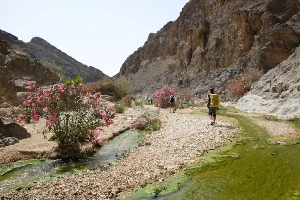 Dana Biosphere Reserve in Jordan. Amazing scenery in Wadi Ghuweir Canyon with river and blooming oleander bushes. Silhouette of hiking people on trail.