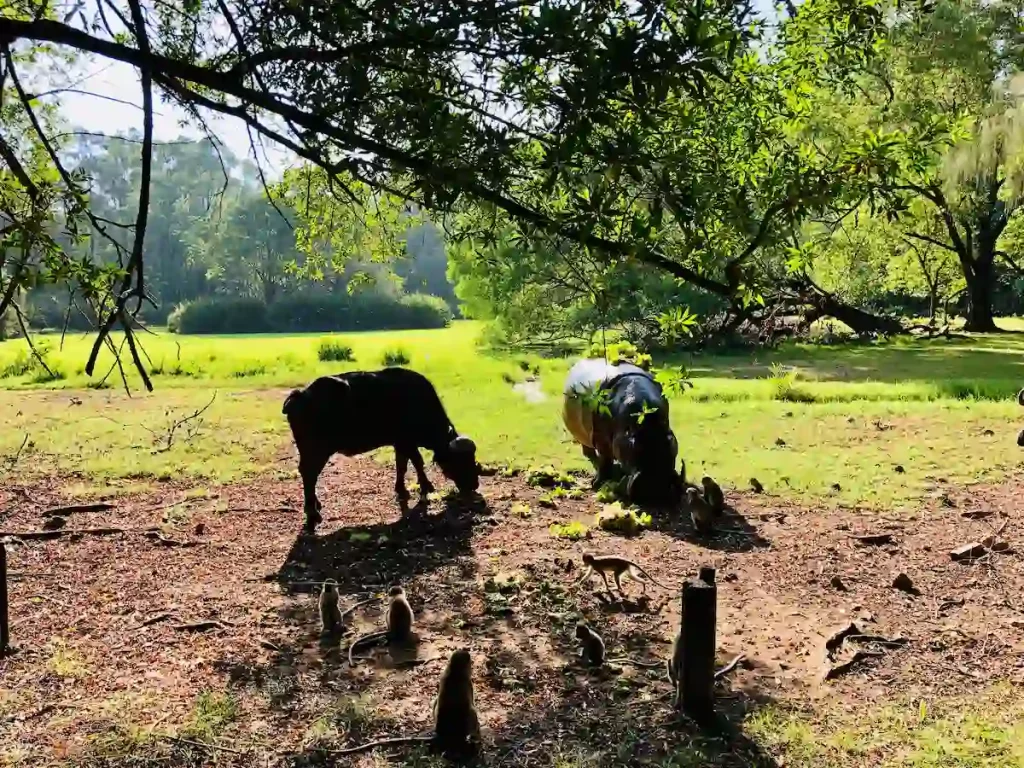 Popular Activities at Haller Park