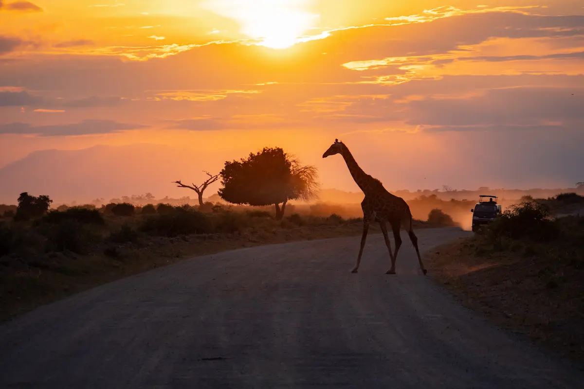 Amboseli Travel Guide