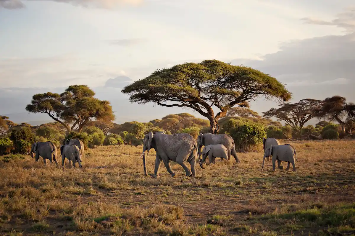 Elephants in Amboseli