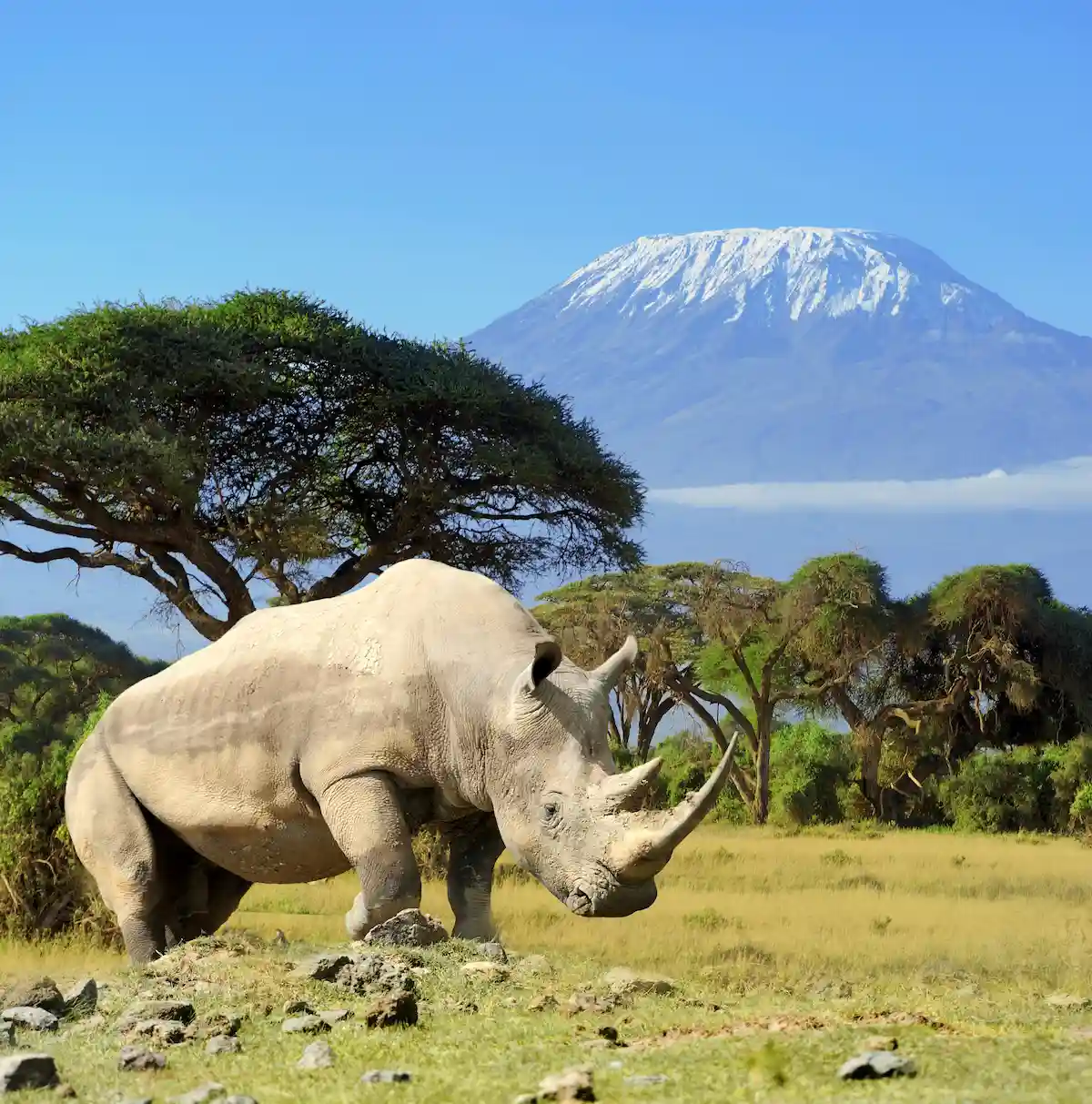 Amboseli National Park ,a picture in front of Mount Kilimanjaro