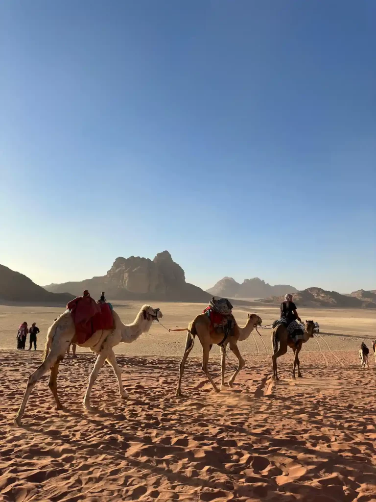 Camel Caravan Journey in Wadi Rum Desert