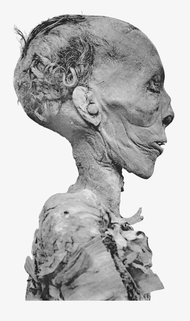 Thutmose II mummy head