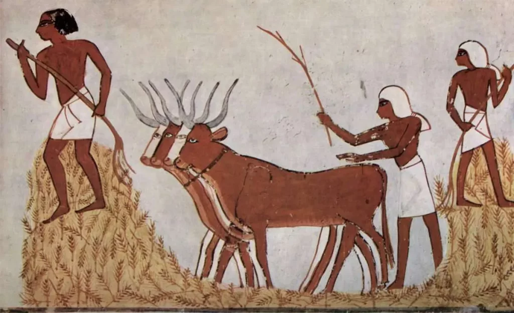 Ancient Egypt Farmers Daily Life